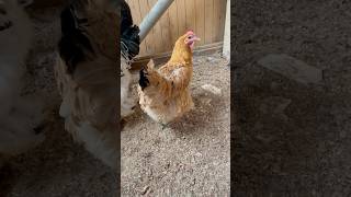 Gallina de 11 meses shortvideo gallinas crianza [upl. by Aeet]