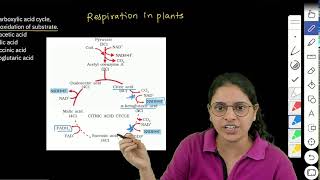 NEET 2024  Identify the step in tricarboxylic acid cycle which does not involve oxidation of subst [upl. by Ahsekahs61]