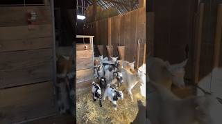 Bentham Goat farming shorts viralvideo bentham bakrifarming tanweer goatfarm dhanbad [upl. by Valda]