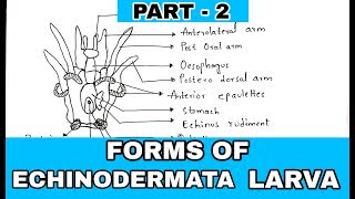 Part 2  Ophiopluteus Echinopluteus Doliolaria larva  Forms of echinodermata larva [upl. by Flanigan]