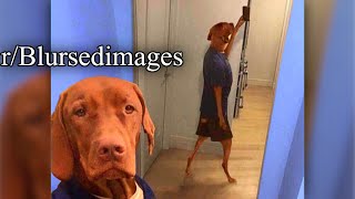 rBlursedimages  DOG SELFIE [upl. by Areema]