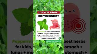 Peppermint Tea for Kids  Health Benefits amp How to Make It Safely [upl. by Ettelrac]