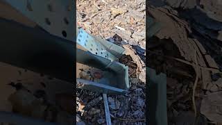 VICTOR LIVETRAP MOUSE RELEASE 2 WITH SURPRISE ENDING [upl. by Sacrod318]