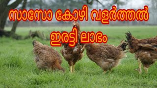 സാസോ കോഴി വളർത്തൽ Sasso chicken For Meat Different types of Chicken Breeds Travel Beeps [upl. by Threlkeld]