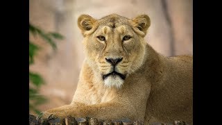 Liontrust series Meet ZSL London Zoo’s Lions [upl. by Arrol]