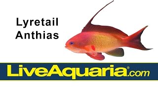 Lyretail Anthias Pseudanthias squamipinnis  LiveAquariacom [upl. by Annayi]