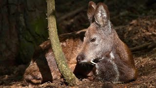 Siberian Musk Deer The Elusive Elegance of the Wild Siberia [upl. by Ikilisav968]