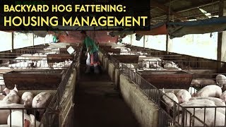 Backyard Hog Fattening Housing Management  Agribusiness BMEG Episode 5 [upl. by Arin]