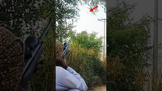 Air gun Dove hunting 🇵🇰 birdhunting dovehunting huntingbirds dove airgun shortvideo short [upl. by Nodnek]