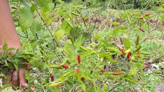 Spicy chili harvesting [upl. by Huggins]