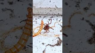 Noble False Widow Steatoda nobilis Preys on a Mealworm [upl. by Barlow]