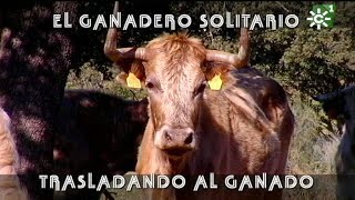 Toros de Justo Barba ganadero solitario trasladando ganado becerros  Toros desde Andalucía [upl. by Madonia]