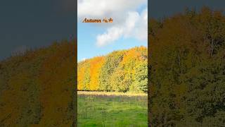 Autumn vibes 🍂🍁 shorts shortfeed yt trending autumncolors ytshorts fypage ytshorts [upl. by Artnoed]