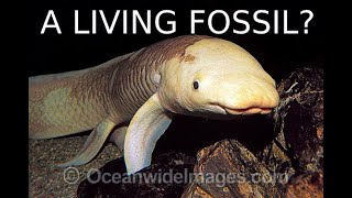 Understanding the Australian Lungfish [upl. by Hgielah]