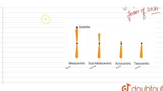 Metacentric submetacentric telocentric and acrocentric chromosomes are classified on the basis of [upl. by Adnot]