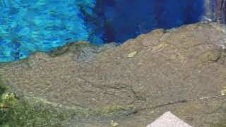 Devils Hole Pupfish [upl. by Repsihw237]