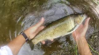 Pescare i cavedani con la mosca  Pesca a mosca sul Lavagna  mop fly fishing videos [upl. by Dnomsad]