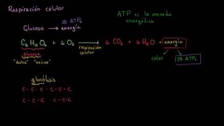 Introducción a la respiración celular  Respiración celular  Biología  Khan Academy en Español [upl. by Edny709]