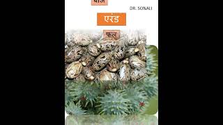 एरंड  Ricinus communis  AYURVEDA bamsnotes aiapgeshorts dravyagunaparyaay plants gk [upl. by Beverly318]