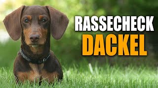 Dackel Rassecheck  Rasseportrait Rassebeschreibung Informationen zur Rasse Dackel Zwergdackel [upl. by Ynobe]