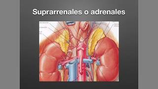 Suprarrenales Anatomía y Fisiología [upl. by Heim]