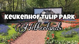 Keukenhof Tulip Park Netherlands 🇳🇱 [upl. by Cosma]