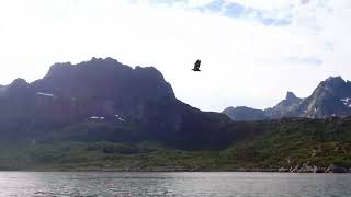 Sea Eagles in Norway [upl. by Grimaud]