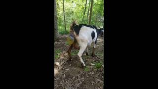 Ally is giving birth to her first of 3 baby goats in this video [upl. by Carper]