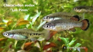 Characodon audax Colony Update quotLos Pinosquot How To Breed amp More Rare Livebearer goodeid [upl. by Yaron]