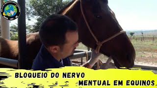 🐴 BLOQUEIO do nervo MENTUAL mentoniano em Equinos [upl. by Roana264]