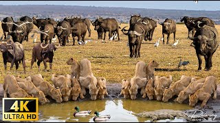 4K African Wildlife Tanzania amp Serengeti 4K  Scenic Wildlife Film With African Music [upl. by Meeharbi]