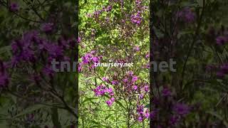 ironweed attracts pollinators and butterflies  TN Nursery [upl. by Raquela797]