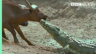 The Nile Crocodile vs Buffalo  Wild Africa  BBC Earth [upl. by Reeta]