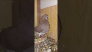 King Size Pigeon Breeder Pair  Pigeon  ZB Aviary [upl. by Atelahs]