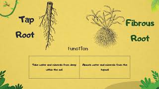 Tap root system vs fibrous root system  biology lesson with definitions and comparison [upl. by Aitnic959]