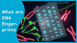 How does DNA fingerprinting work [upl. by Nawek]