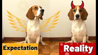 Life With a Beagle  Expectation vs Reality [upl. by Hnacogn682]