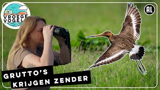 Gruttos krijgen zender  TV  Vroege Vogels [upl. by Meyeroff]