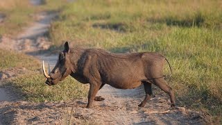 Le Phacochère  Animaux sauvages  Documentaire animalier [upl. by Dubenko]