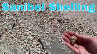 Shelling On Sanibel Island February 2023  Best Shell Pile Ever [upl. by Vikky895]