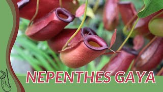 Quick Guide to NEPENTHES GAYA quotPitcher Plantquot [upl. by Legir]