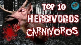 Top 10 Herbívoros carnívoros [upl. by Anua]