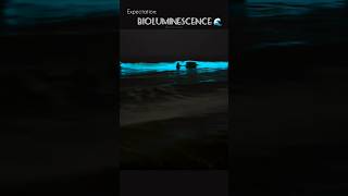 Bioluminescence 🌊✨bioluminescence fullmoon bioluminescencechennai ecr beach talesofaval [upl. by Barrow]