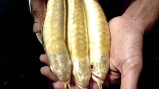 ArowanaFishTalkcom  Pang Long Arowana Farm [upl. by Chemarin578]