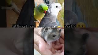 what said hamster 😎 parrot cockatootalking birds pets parrotspeak hamsters cats [upl. by Ahsinirt]