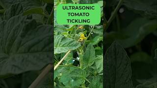 Ultrasonic Toothbrush Tomato Pollination Slow Motion [upl. by Ehlke142]