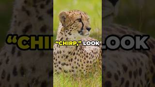 Why Cheetahs Cant Roar But Make a Surprising Sound Instead shorts animals cheetah [upl. by Fujio]