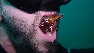 Diver gets teeth cleaned by Shrimp [upl. by Stedmann]