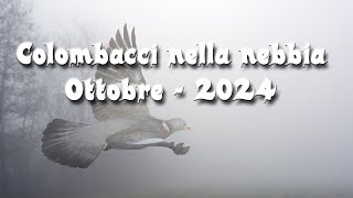 Colombacci nella Nebbia 2024 [upl. by Guimar]