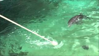 Dolphin Calf Chronicles  Baby Malu Training [upl. by Randene281]